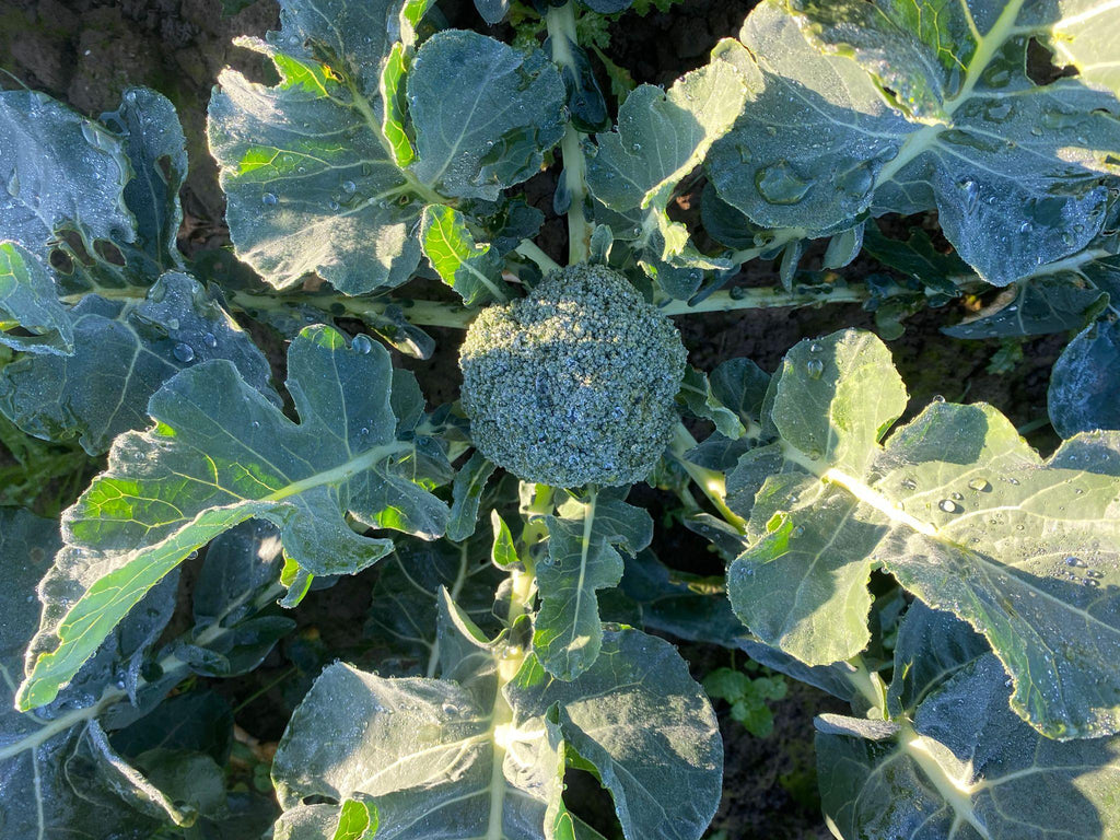 Broccoli - Bramblebee Farms