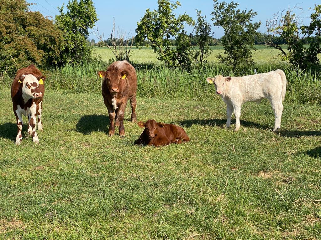 Grass Fed Cattle and Free Range Meats online butchers and grazier