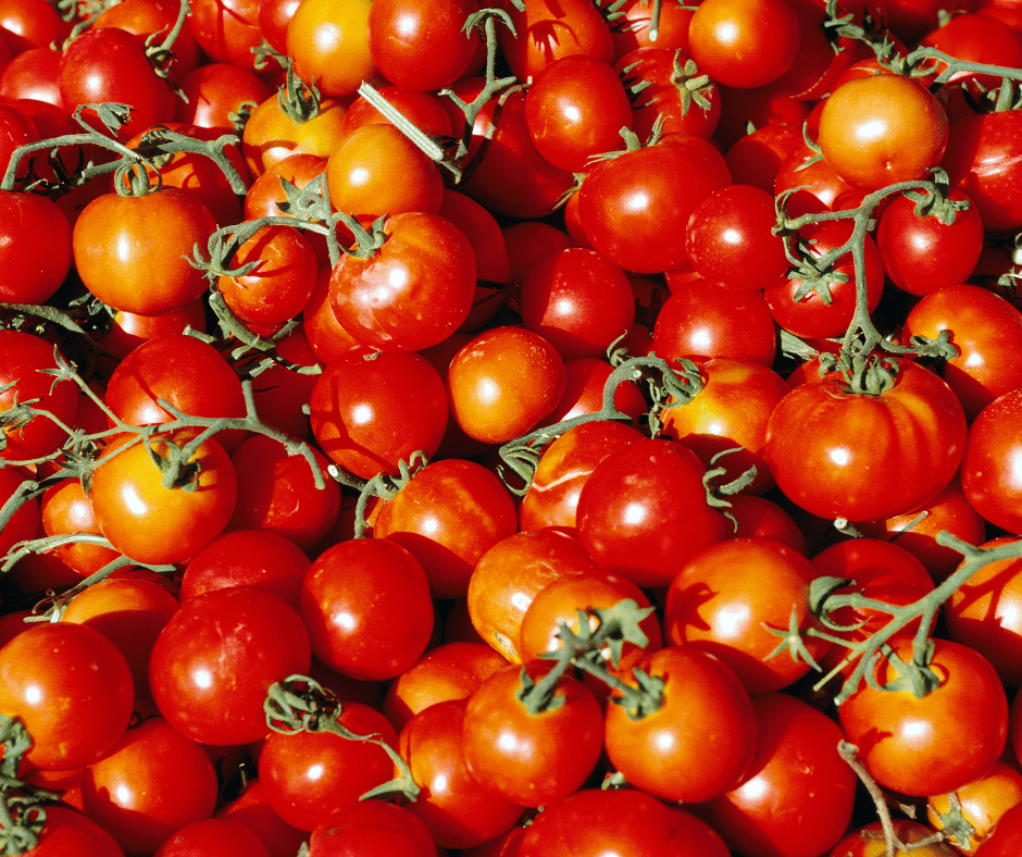 Tomatoes - Bramblebee Farms