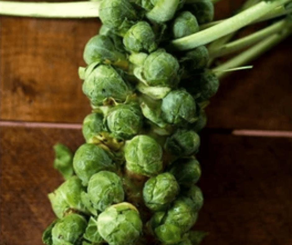 Brussel Sprouts Stalk - Bramblebee Farms