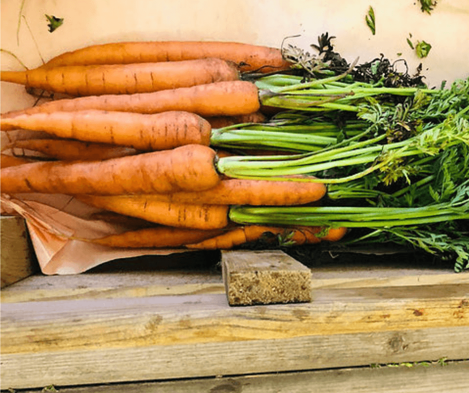 Bunch of Carrots - Bramblebee Farms