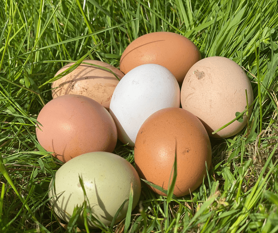 Free Range Chicken Eggs x 6 - Bramblebee Farms