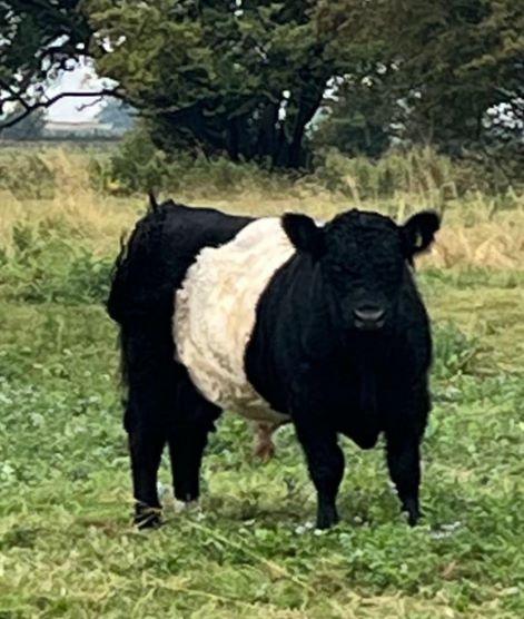 Grass Fed Rigget Galloway Beef Box Limited Edition – Bramblebee Farms