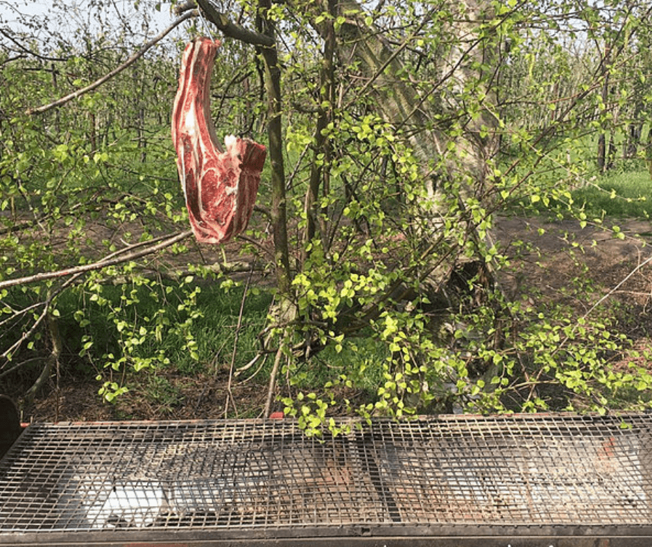 Free Range Grass Fed Tomahawk Steak - Bramblebee Farms